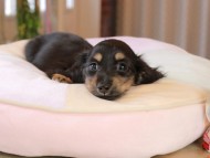 Kaninchen_Dachshund7195 Kaninchen_Dachshund7195