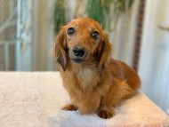 Kaninchen_Dachshund72