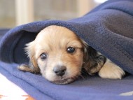 チャンミ ＆ ボノの子犬 イエロー 男の子 カニンヘンダックスフンド