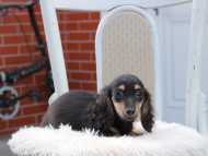 Kaninchen_Dachshund722 Kaninchen_Dachshund722