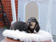 Kaninchen_Dachshund724 Kaninchen_Dachshund724
