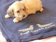 Kaninchen_Dachshund725