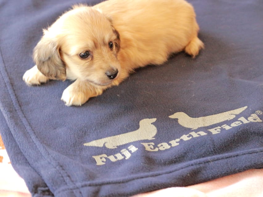 カニンヘンダックスフンド チャンミ ＆ ボノの子犬 イエロー 男の子