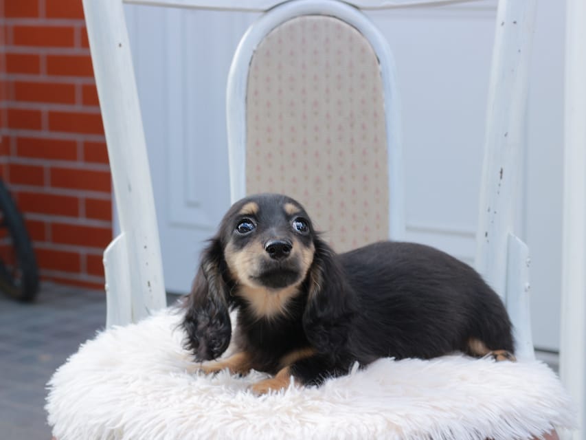 カニンヘンダックスフンド ディンティ & リバティーの子犬 ブラックイエロー 女の子