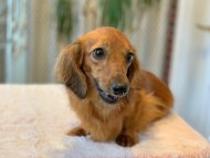 Kaninchen_Dachshund73