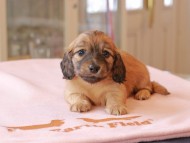 Kaninchen_Dachshund733