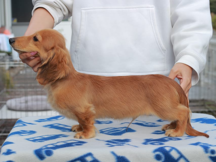 カニンヘンダックスフンド ほたる ＆ パッションの子犬 レッド 男の子（2）