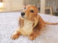 Kaninchen_Dachshund7348