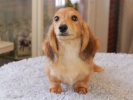 Kaninchen_Dachshund7357