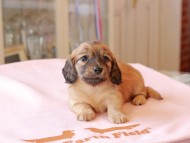 Kaninchen_Dachshund736