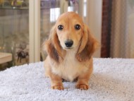 Kaninchen_Dachshund7374