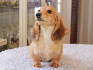 Kaninchen_Dachshund7377