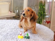 Kaninchen_Dachshund7402
