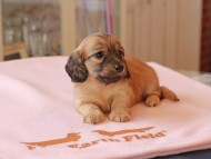 Kaninchen_Dachshund741
