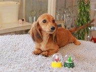 Kaninchen_Dachshund7412 Kaninchen_Dachshund7412