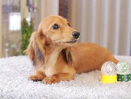 Kaninchen_Dachshund7418