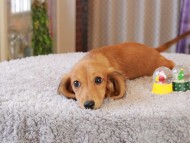 Kaninchen_Dachshund7430