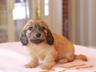 Kaninchen_Dachshund746