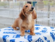 Kaninchen_Dachshund747