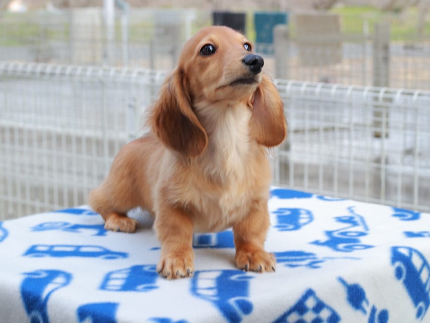 カニンヘンダックスフンド ほたる ＆ パッションの子犬 レッド 男の子（2）