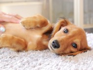 Kaninchen_Dachshund7474