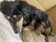 カニンヘンダックスフンド まめ 3月27日子犬の出産 カニンヘンダックスフンド まめ 3月27日子犬の出産