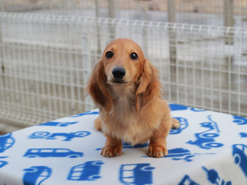 カニンヘンダックスフンド ほたる ＆ パッションの子犬 レッド 男の子（2）