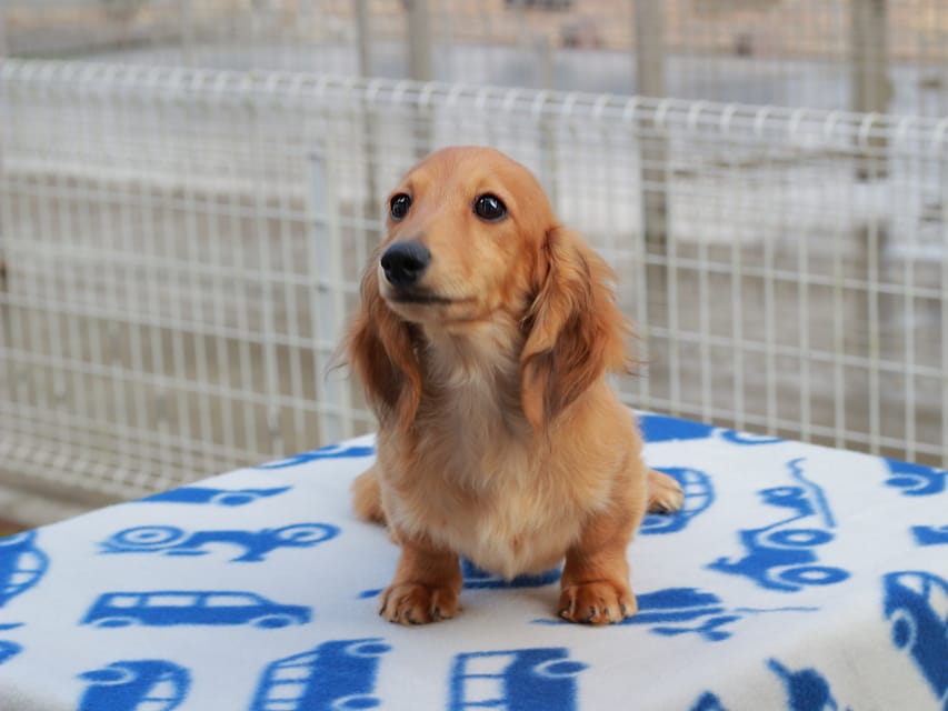 カニンヘンダックスフンド ほたる ＆ パッションの子犬 レッド 男の子（2）