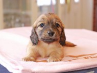 Kaninchen_Dachshund753