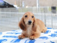 Kaninchen_Dachshund760