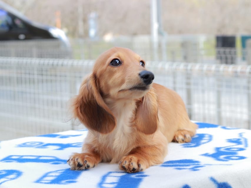 カニンヘンダックスフンド ほたる ＆ パッションの子犬 レッド 男の子（2）