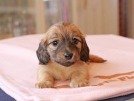 Kaninchen_Dachshund762