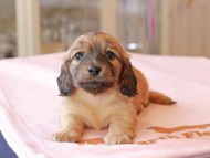 Kaninchen_Dachshund764