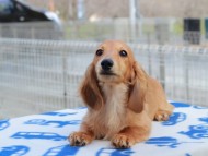 Kaninchen_Dachshund765