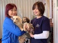 Kaninchen_Dachshund7710847