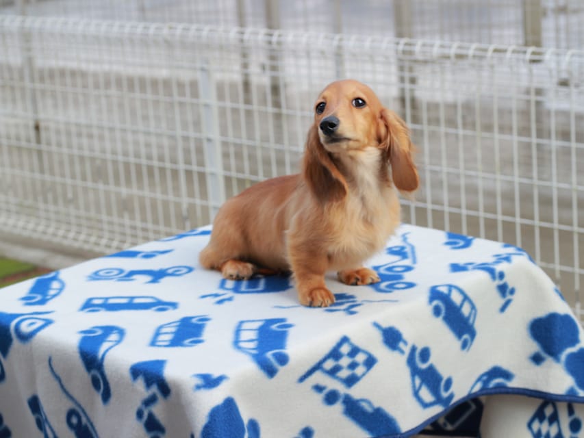 カニンヘンダックスフンド ほたる ＆ パッションの子犬 レッド 男の子（2）