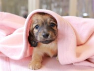 チャンミ ＆ ボノの子犬 レッド 女の子 カニンヘンダックスフンド