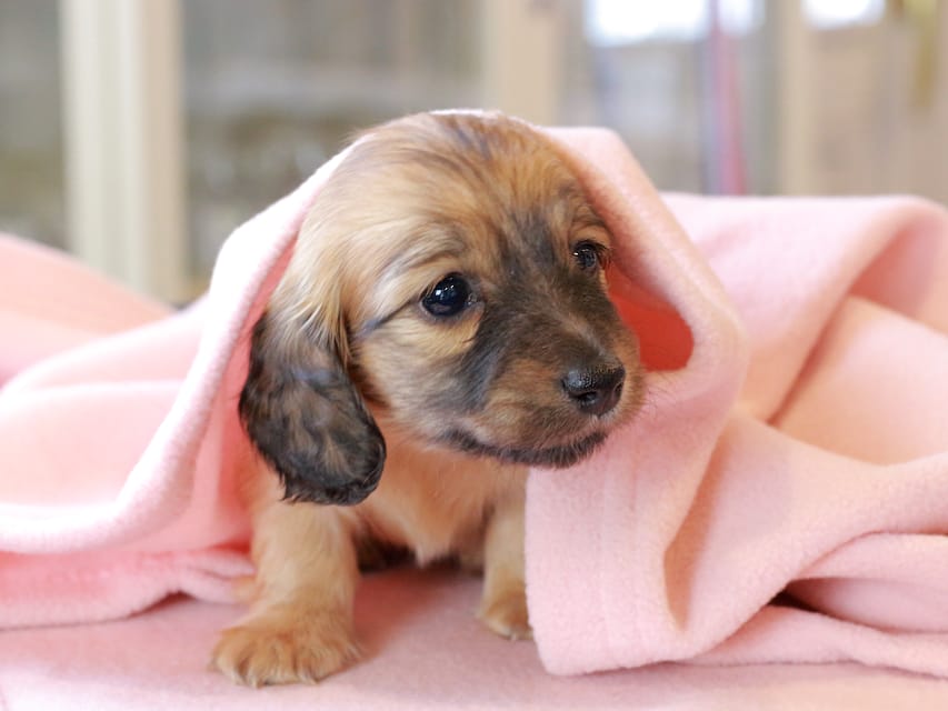 カニンヘンダックスフンド チャンミ ＆ ボノの子犬 レッド 女の子