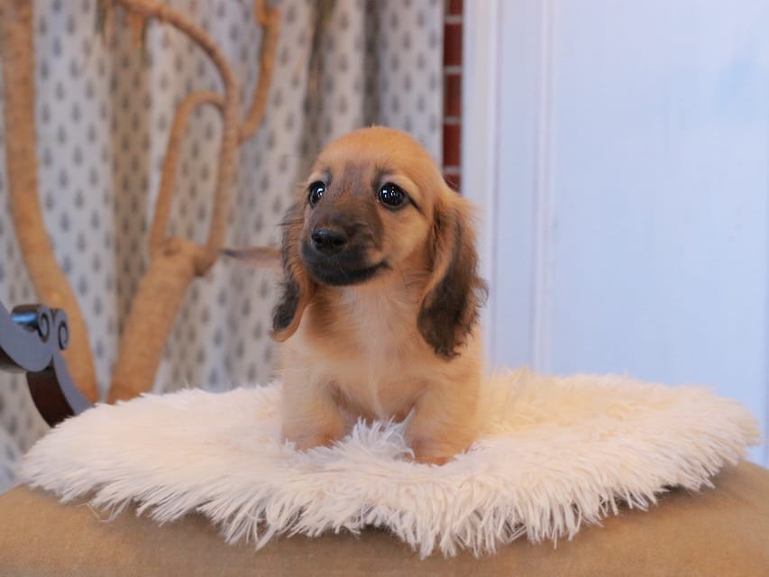 カニンヘンダックスフンド カメオ ＆ ボノの子犬 レッド 男の子