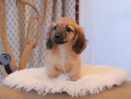 Kaninchen_Dachshund7838