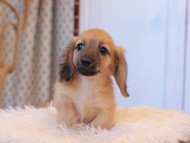 Kaninchen_Dachshund7853