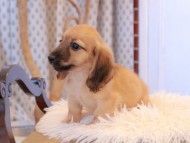 Kaninchen_Dachshund7858