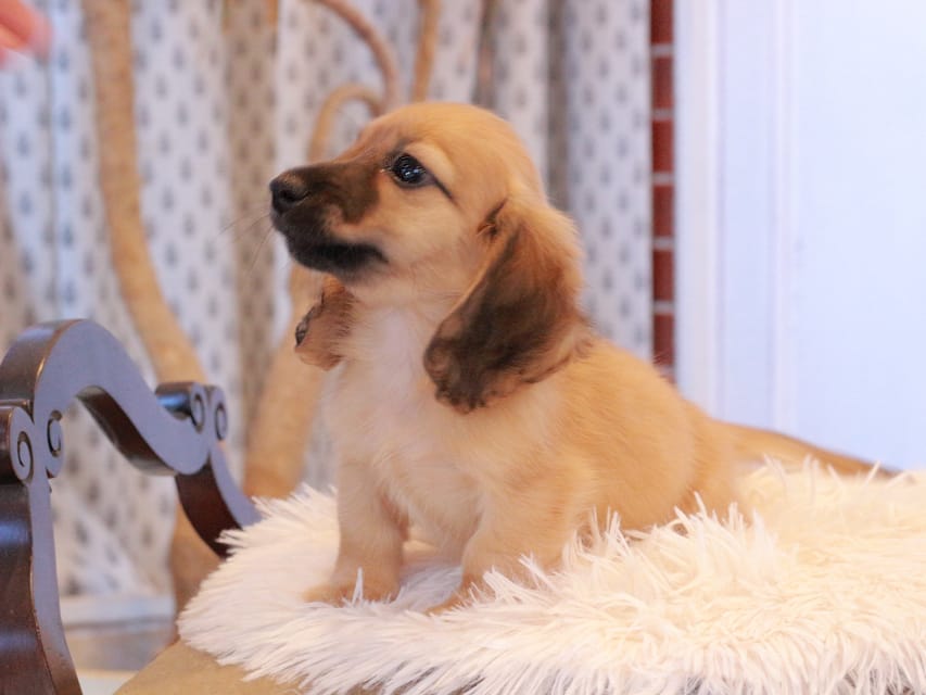 カニンヘンダックスフンド カメオ ＆ ボノの子犬 レッド 男の子