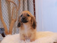 Kaninchen_Dachshund7866