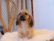 Kaninchen_Dachshund7867 Kaninchen_Dachshund7867