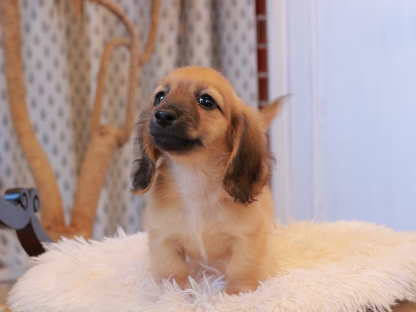 カニンヘンダックスフンド カメオ ＆ ボノの子犬 レッド 男の子