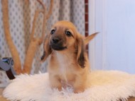 Kaninchen_Dachshund7870 Kaninchen_Dachshund7870