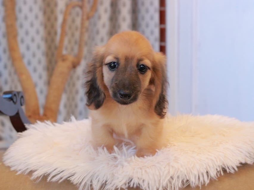 カニンヘンダックスフンド カメオ ＆ ボノの子犬 レッド 男の子