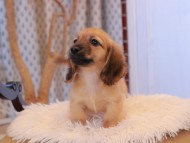 Kaninchen_Dachshund7875 Kaninchen_Dachshund7875