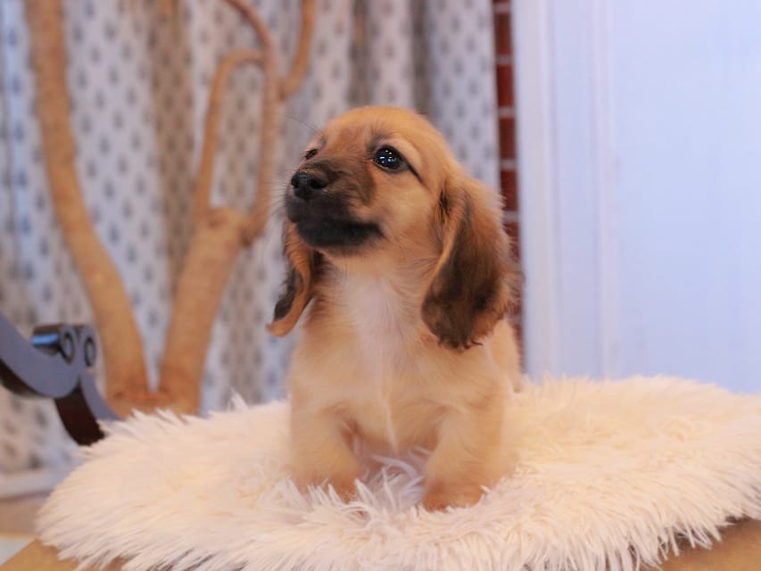 カニンヘンダックスフンド カメオ ＆ ボノの子犬 レッド 男の子